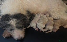 Cavapoochon dogs for sale: Teddy bear Cavapoochons health tested lineage - Advert 15