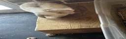 Mini Lop rabbits for sale: Beautiful mini lop babies - Advert 4