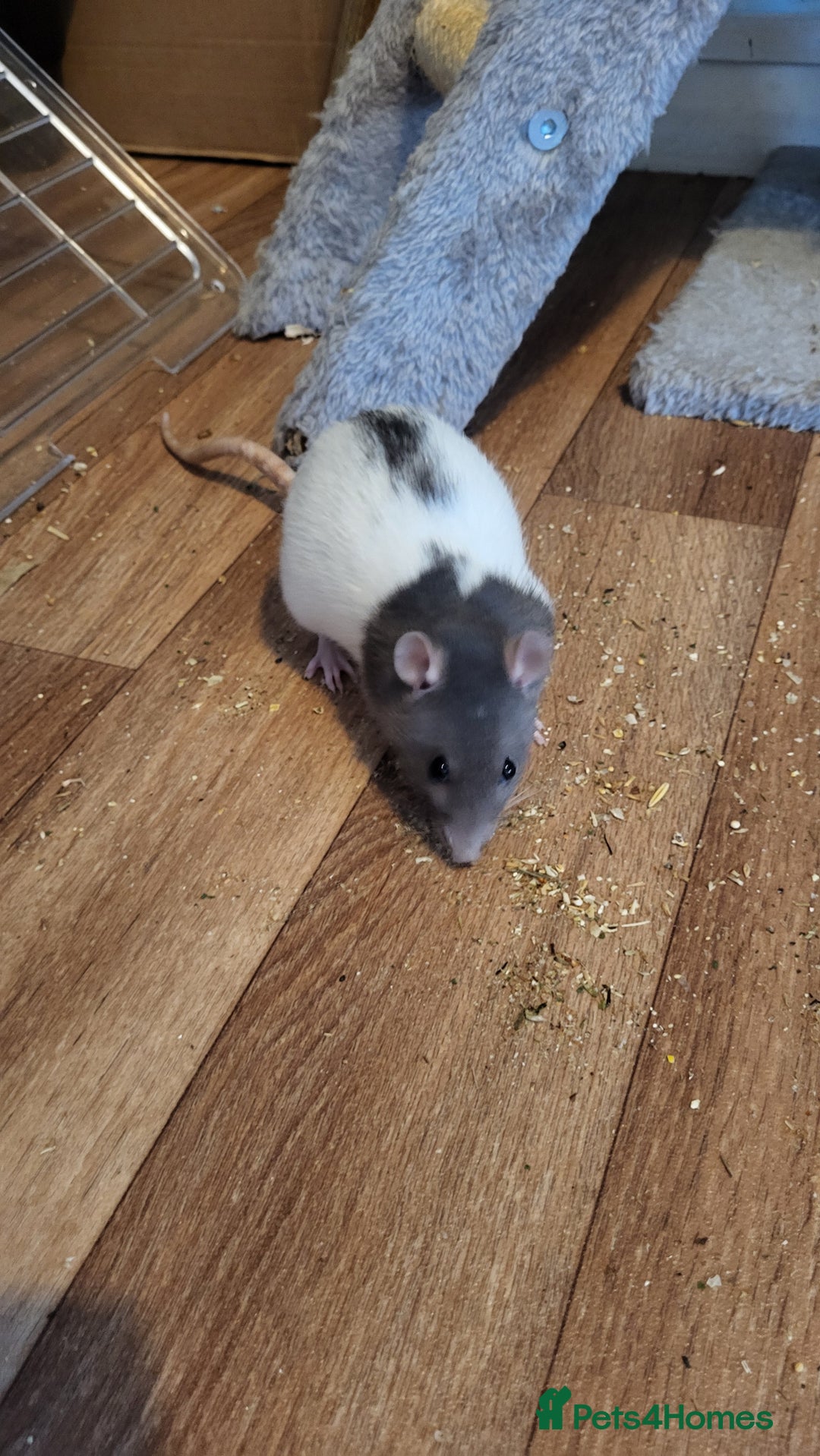 Rat rodents for sale: 4 Female Fancy Rats and Complete Setup  - Advert 8