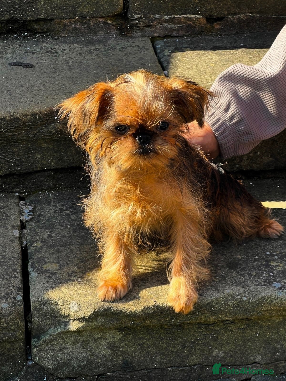 Griffon Bruxellois dogs Top Quality KC Reg Rough Coated Griffon Bruxellois - Advert 1