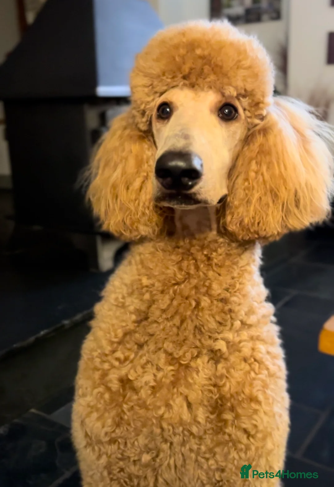 Standard Poodle dogs for stud: DNA & Hip scored KC reg Standard Poodle for Stud in Welshpool - Advert 3