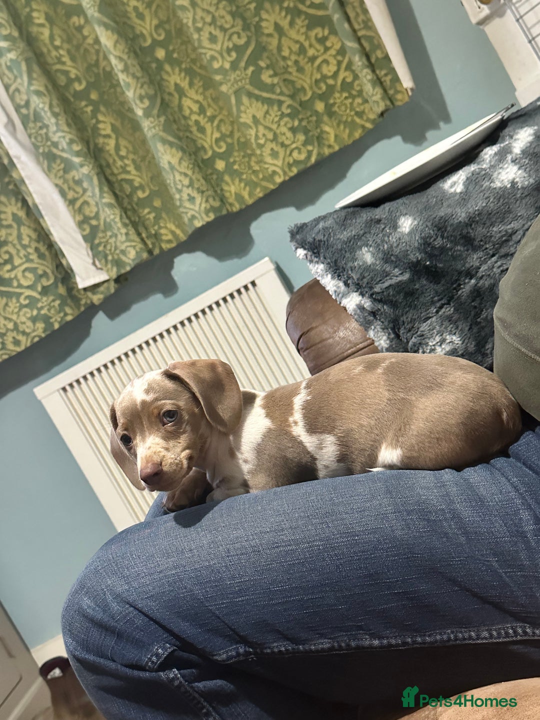 Miniature Dachshund dogs for sale: Mabel - Advert 4