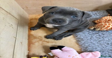 Staffordshire Bull Terrier dogs - Advert 8
