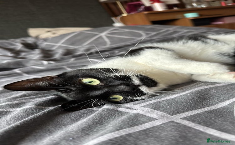 Domestic Shorthair cats - Advert 8