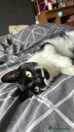 Domestic Shorthair cats - Advert 12