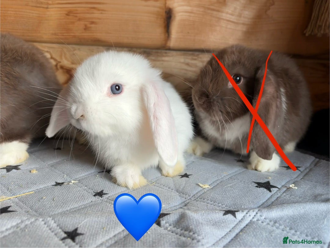 Mini Lop rabbits for sale: 4 beautiful mini lop babies  - Image 9