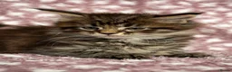 Maine Coon cats for sale: Beautiful Maine Coon Kittens - Advert 18