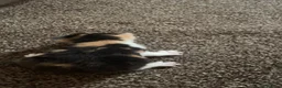 Mixed Breed cats for sale: Kittens for sale  - Advert 6