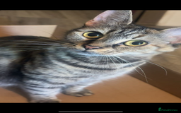 Toyger cats for sale: Agnieszka  - Image 4