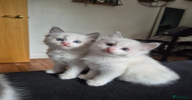 Mixed Breed cats - Advert 2