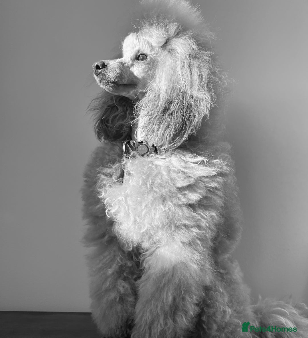 Miniature Poodle dogs for stud: 🇷🇺extensively health tested Russian import🇷🇺 - Advert 8