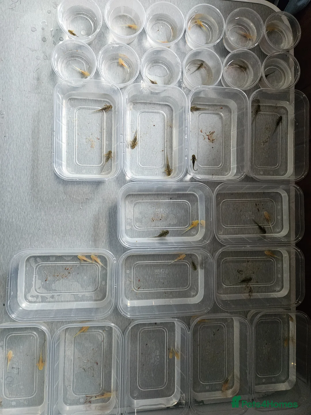 Other/Mixed Breed fish for sale: Axolotls  in Redcar - Advert 2