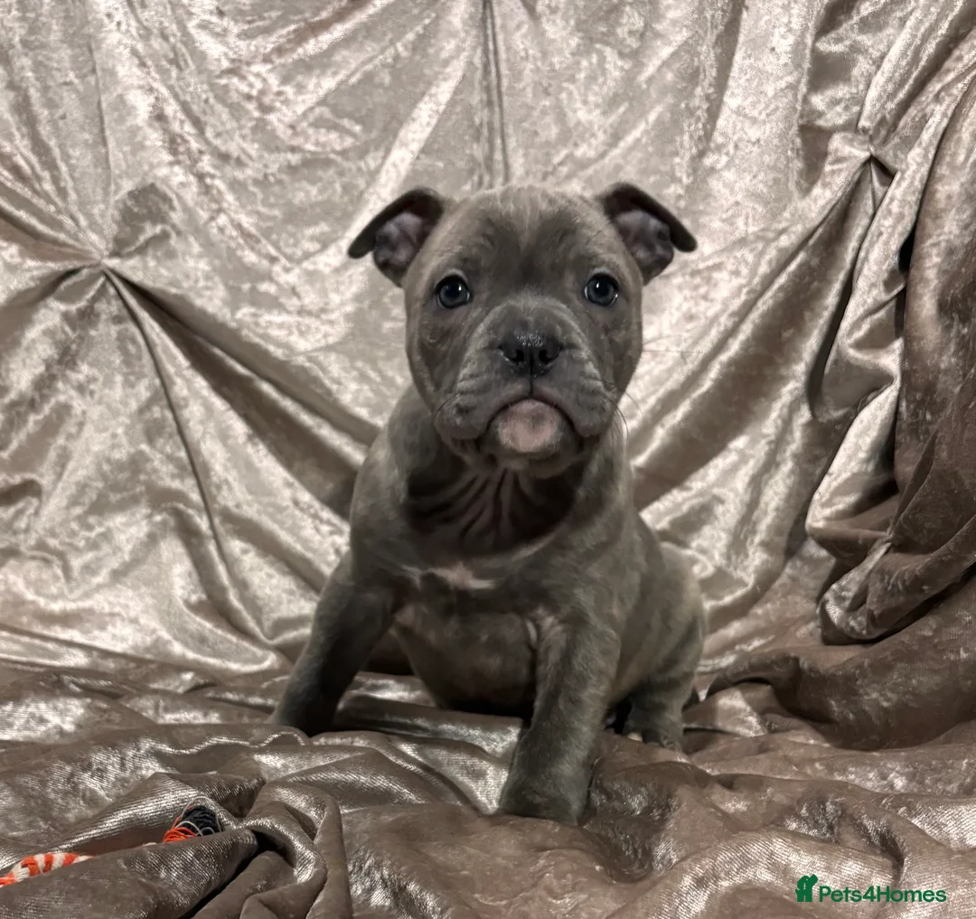 Staffordshire Bull Terrier dogs for sale: Blue Staffordshire bull terrier puppies  - Advert 9