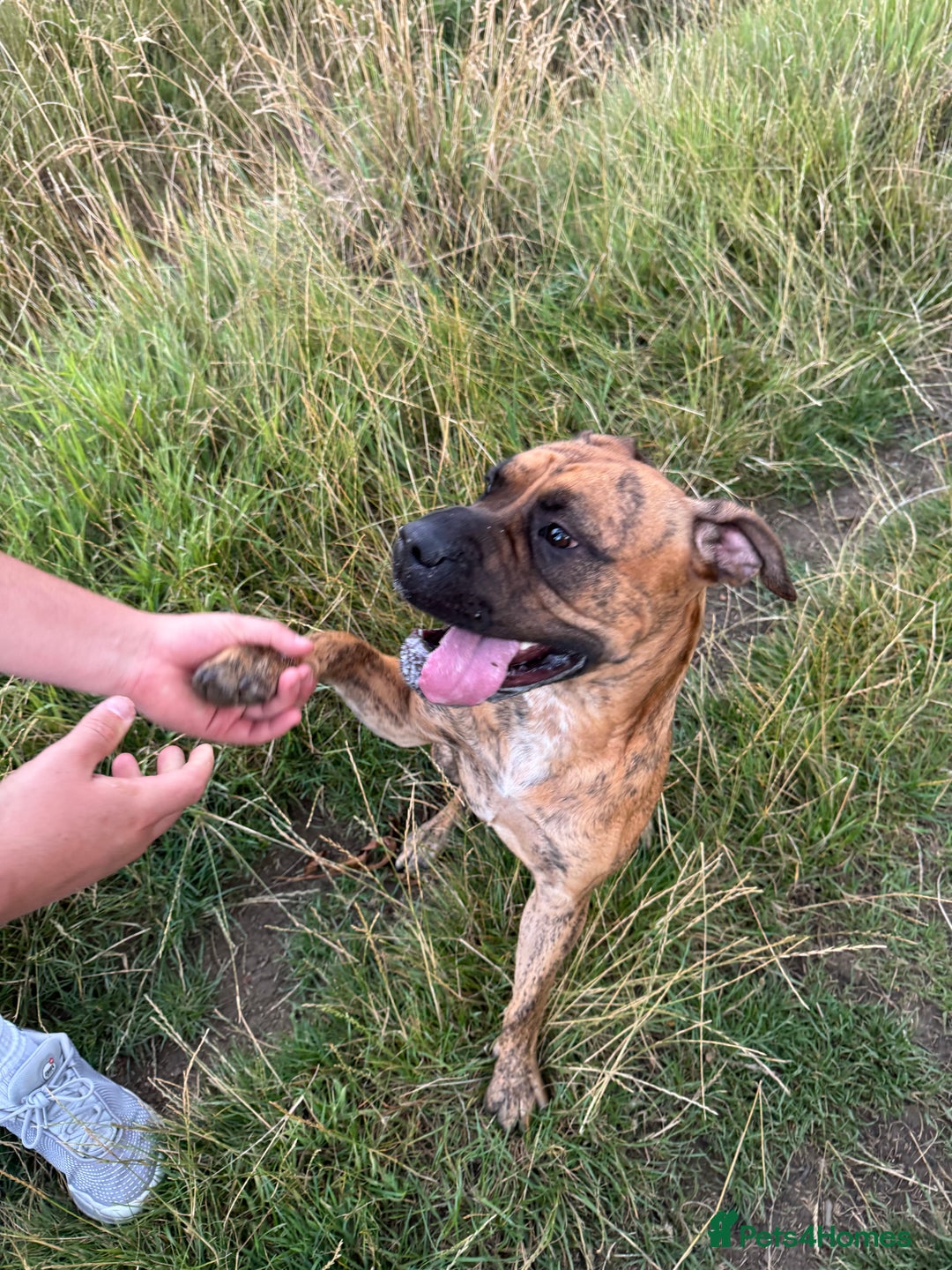 Presa Canario dogs for sale: Ecco  - Advert 10