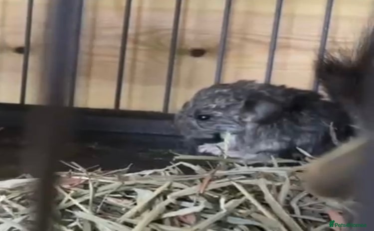 Chinchilla rodents - Advert 1