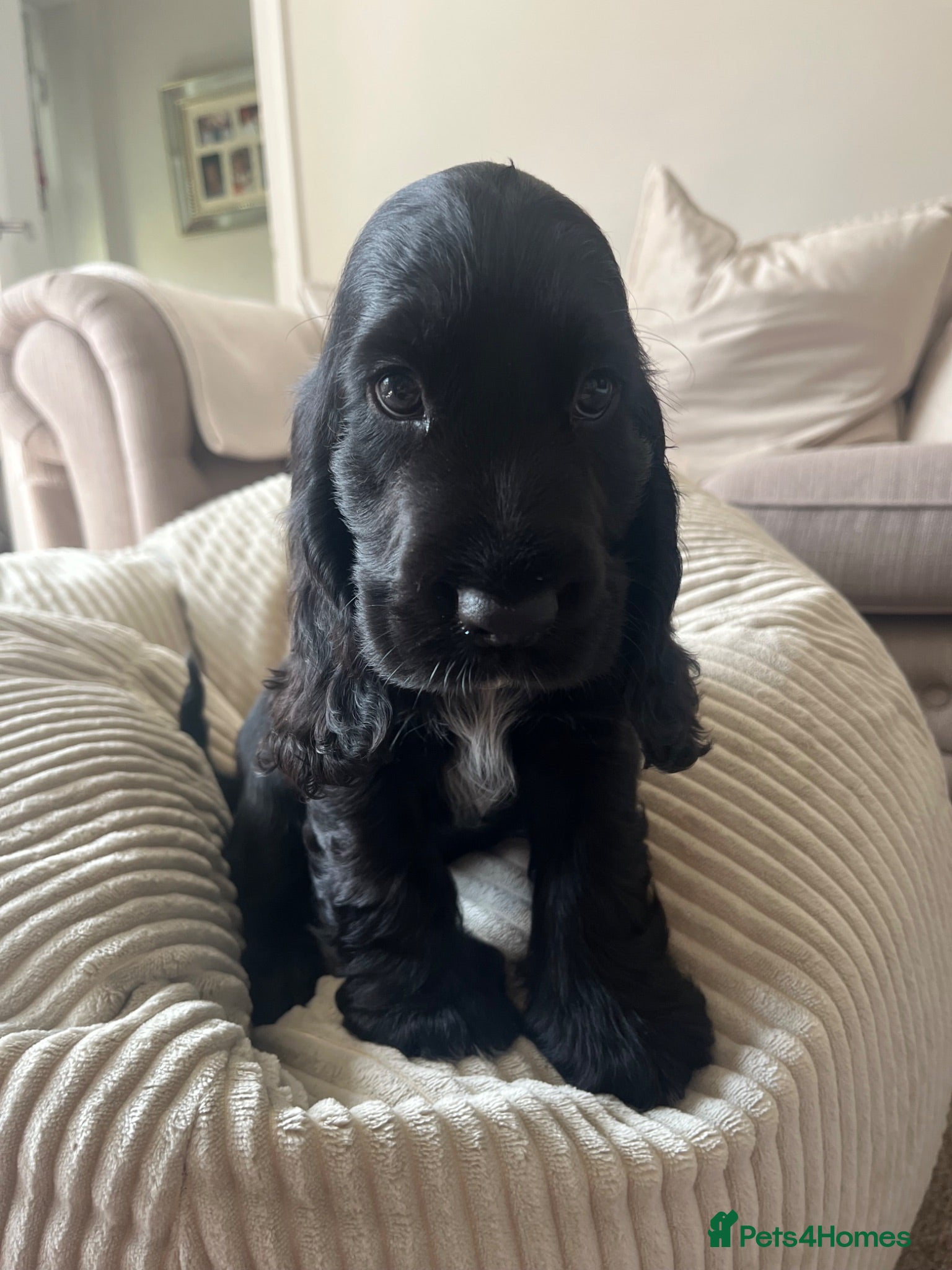 Cocker Spaniel dogs Kc show type cocker spaniel puppies - Advert 13