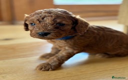 Miniature Poodle dogs for sale: Stunning KC Registered Tiny Red Miniature Poodles - Image 6