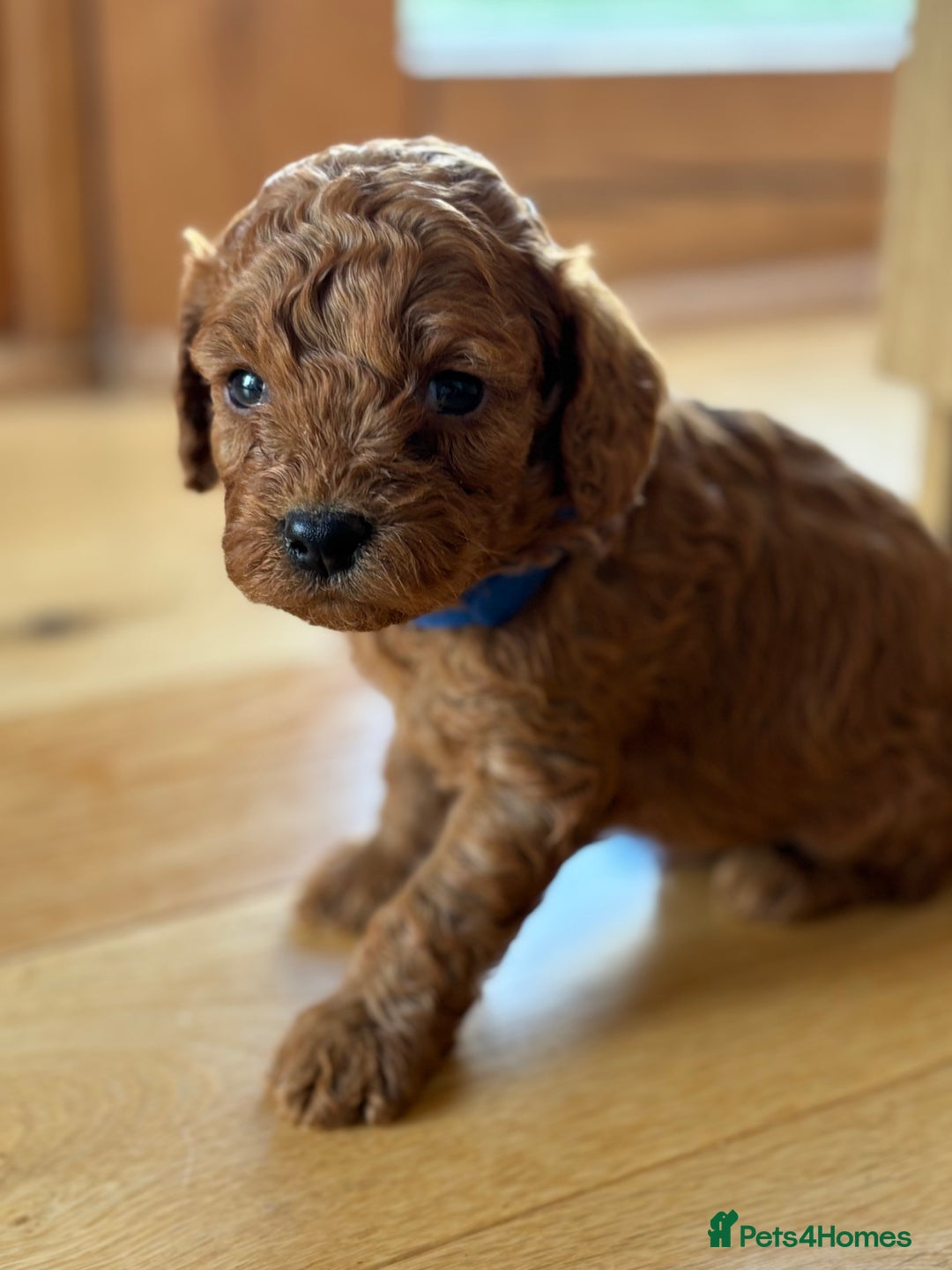 Miniature Poodle dogs for sale: Stunning KC Registered Tiny Red Miniature Poodles - Image 6
