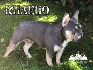 French Bulldog dogs QUALITY LILAC & TAN QUAD SILVER HEALTH TESTED + in Stoke-on-Trent - Advert 2