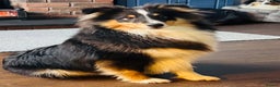Shetland Sheepdog dogs for sale: Handsome tri Shetland sheepdog boy  - Advert 5