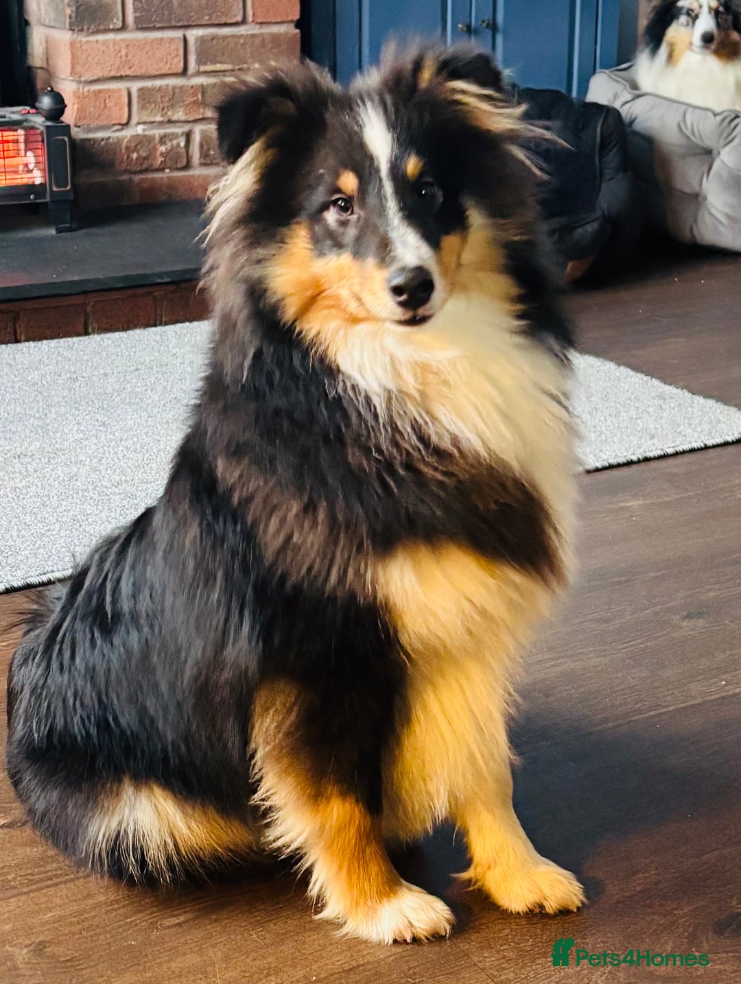 Shetland Sheepdog dogs for sale: Handsome tri Shetland sheepdog boy  - Advert 5
