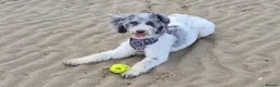 Bordoodle dogs for sale: F1b Bordoodle extensive genetic test clear - Advert 11