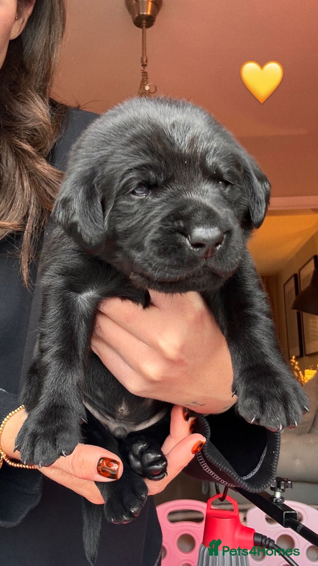 Labrador Retriever dogs for sale: Beautiful KC Labs / DRAKESHEAD - 1 BOY LEFT! - Advert 18
