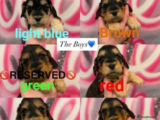 Cockapoo dogs *STUNNING F1 COCKAPOO PUPPIES* - Advert 14