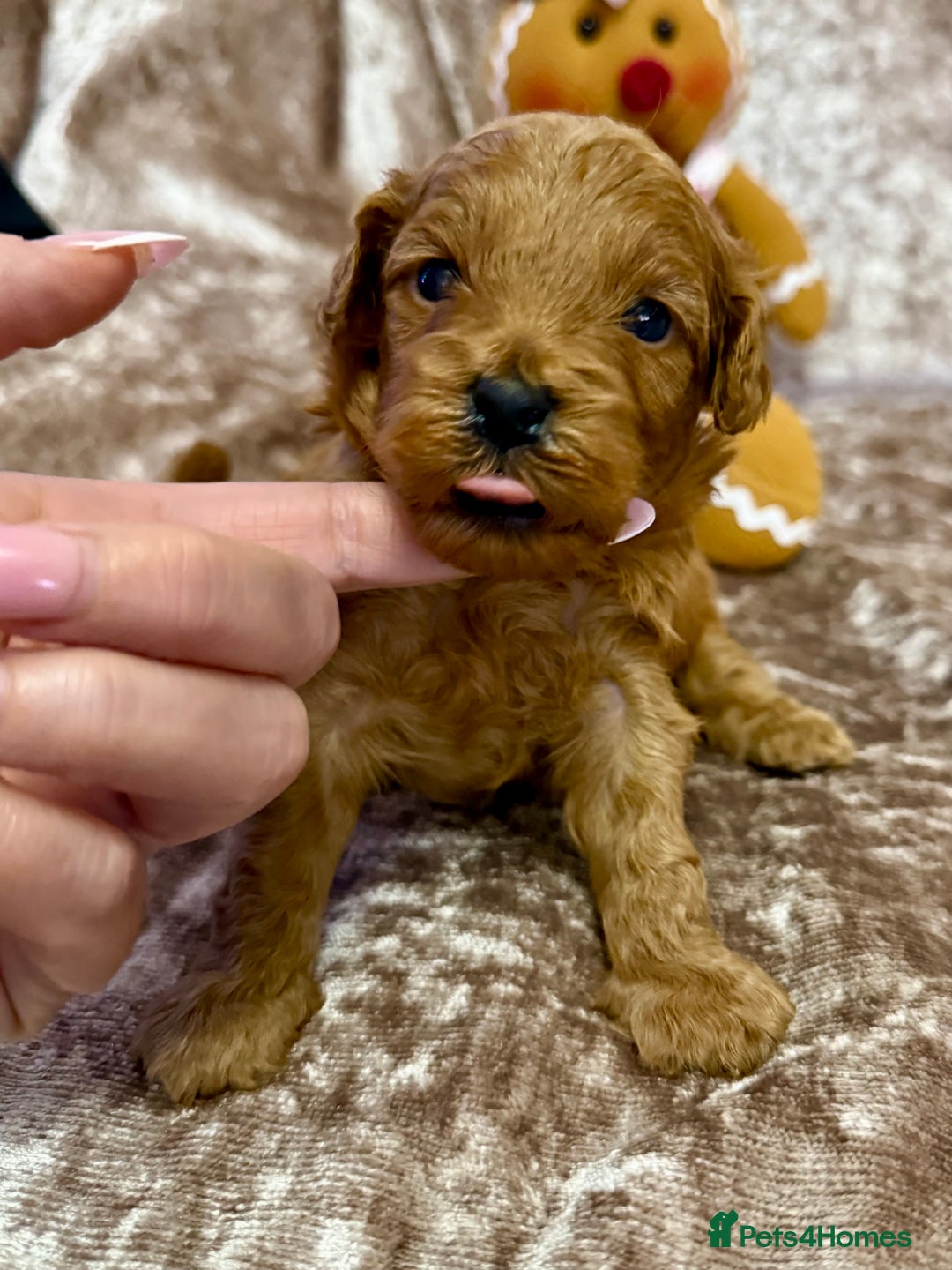 Maltipoo dogs for sale: BEAUTIFUL TEDDY BEAR F1B MALTIPOO BABIES! - Advert 13