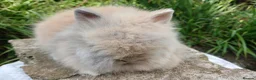 Lionhead rabbits for sale: Stunning DM lionhead baby rabbits - Advert 6