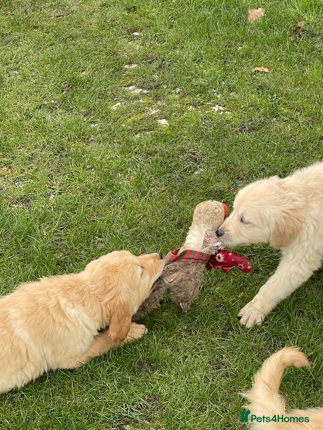 Golden Retriever dogs for sale: Stunning golden retriever puppies  - Advert 6