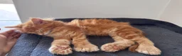 Maine Coon cats for sale: TICA registered polydactyl Maine Coon kittens 😻 - Advert 9