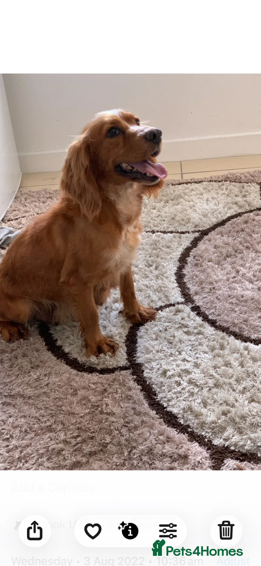 Cockapoo dogs for sale: Beautiful F1 cockapoos  - Advert 2