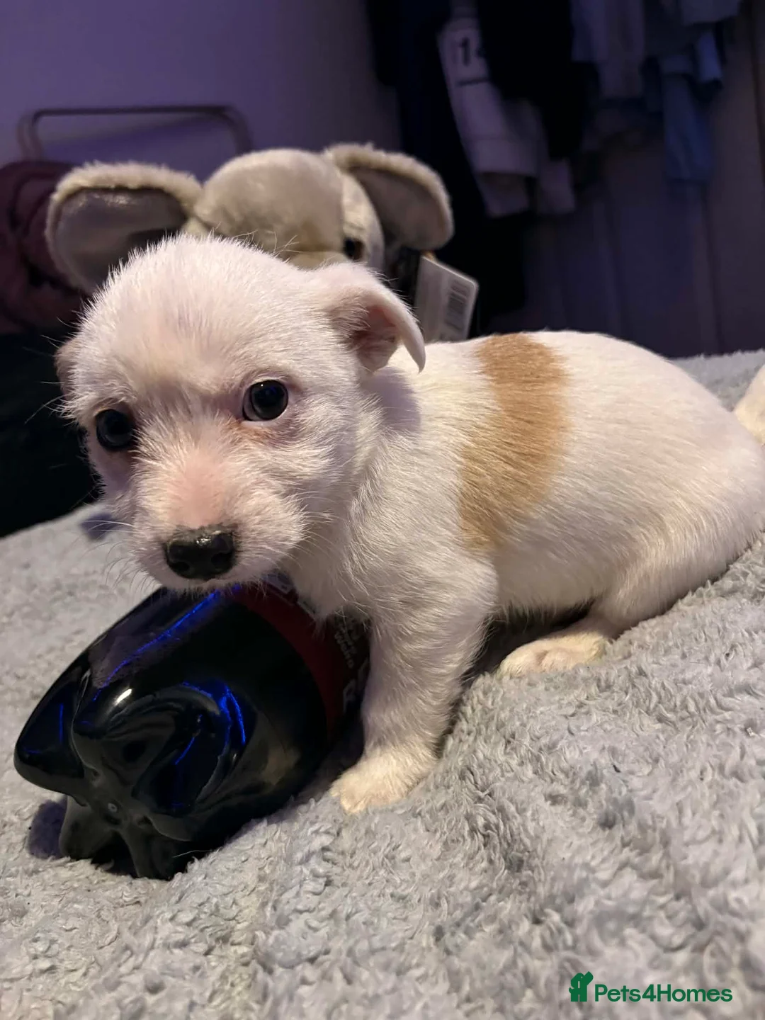 Mixed Breed dogs for sale: Adorable Toy Chi-Tzu Puppies in Spennymoor - Advert 2