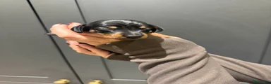 Black and Tan girl