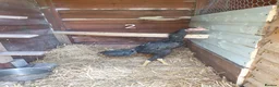 Chickens poultry for sale: Shamo , Brazilian,  aseel  - Advert 3