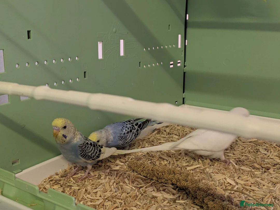 Budgerigars birds for sale: Baby Budgies - Advert 11