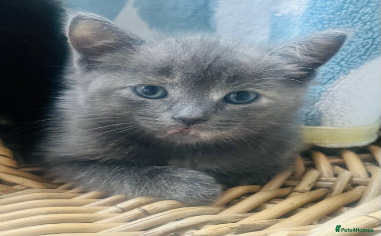 Ragdoll cats - Advert 3