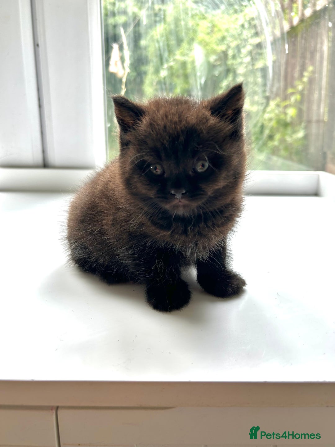 British Shorthair cats for sale: Pure British Shorthair kittens available  - Image 7
