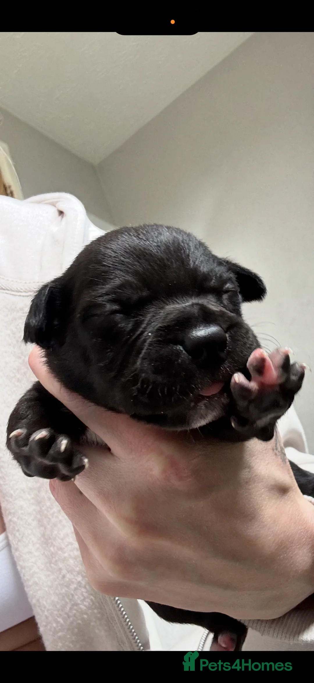 Staffordshire Bull Terrier dogs for sale: Staffie puppies  - Advert 2