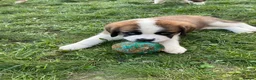 Saint Bernard dogs for sale: KC Saint Bernard Puppies READY TO LEAVE NOW!   - Advert 1