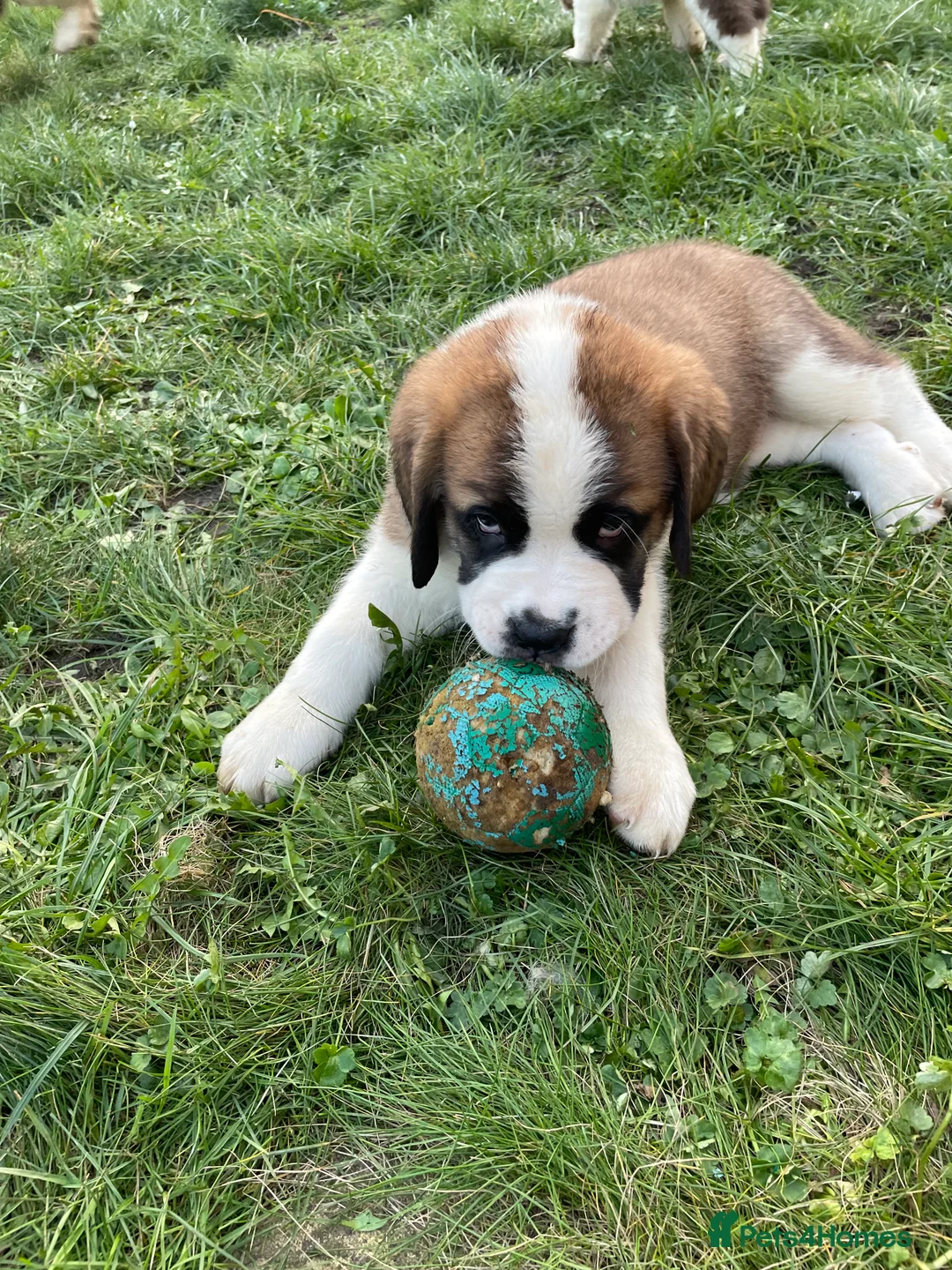 Saint Bernard dogs for sale: KC Saint Bernard Puppies READY TO LEAVE NOW!   - Advert 1