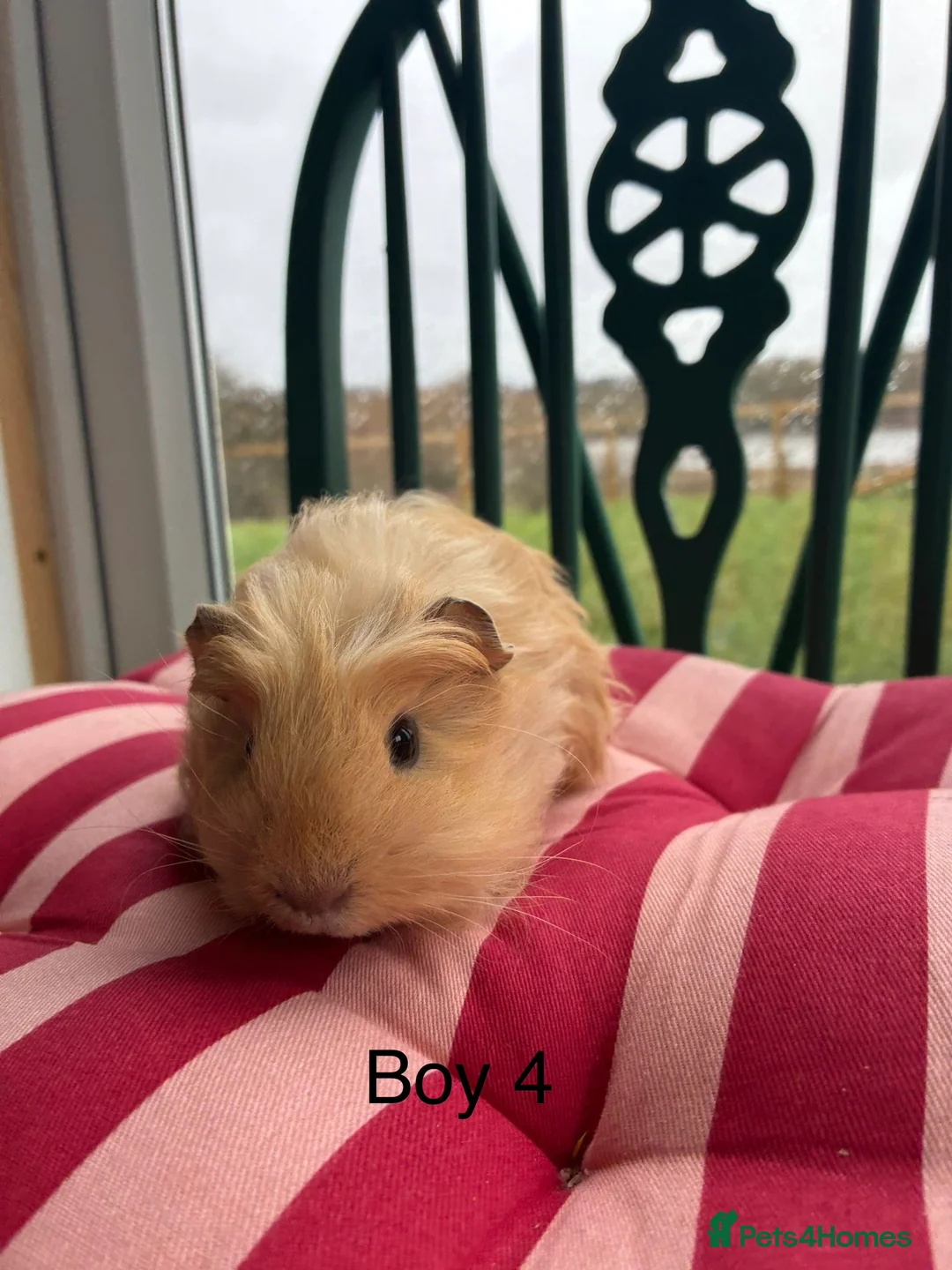 Guinea Pig rodents for sale: Baby guinea pigs for sale  - Advert 12