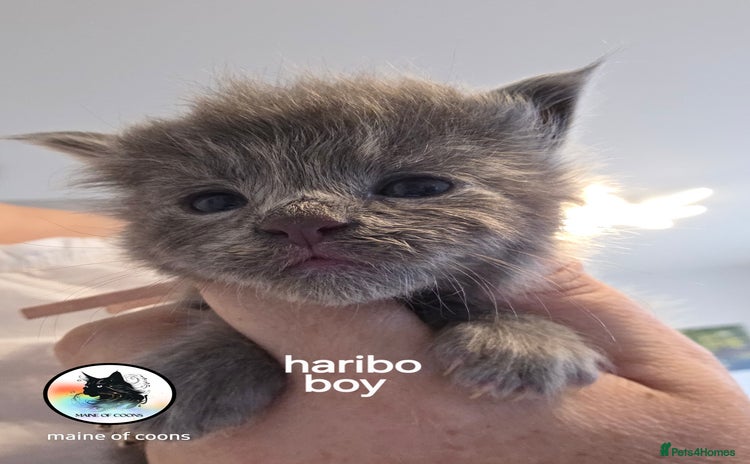 Maine Coon cats - Advert 1