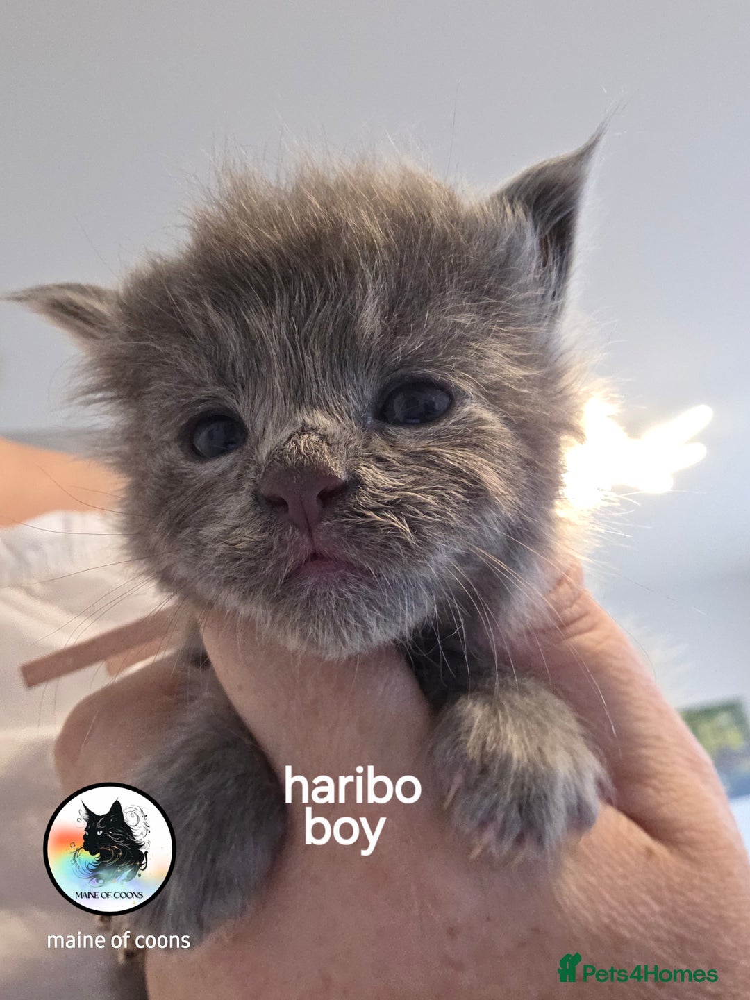 Maine Coon cats for sale: Maine coon kittens - Image 1