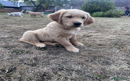 Golden Retriever dogs for sale: 4 KC registered Golden Retriever puppies  - Image 29