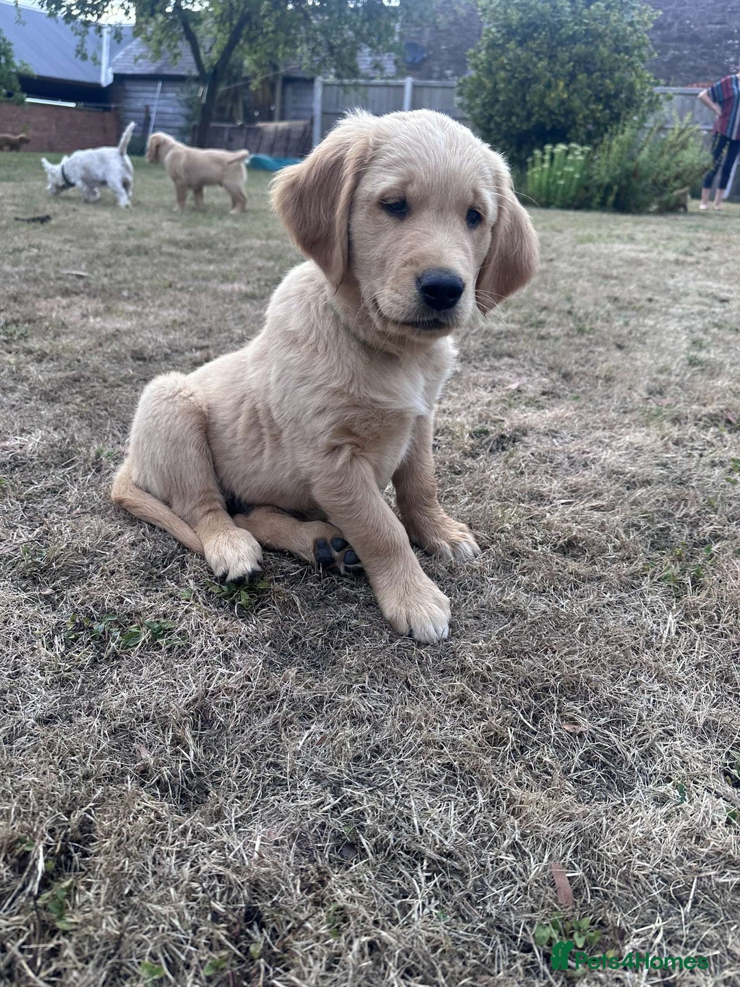 Golden Retriever dogs for sale: 4 KC registered Golden Retriever puppies  - Image 29