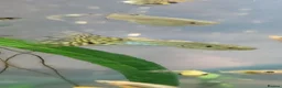 Live Bearers fish for sale: Active Guppies for Sale (Blue Lace Parents) in Woking - Advert 5