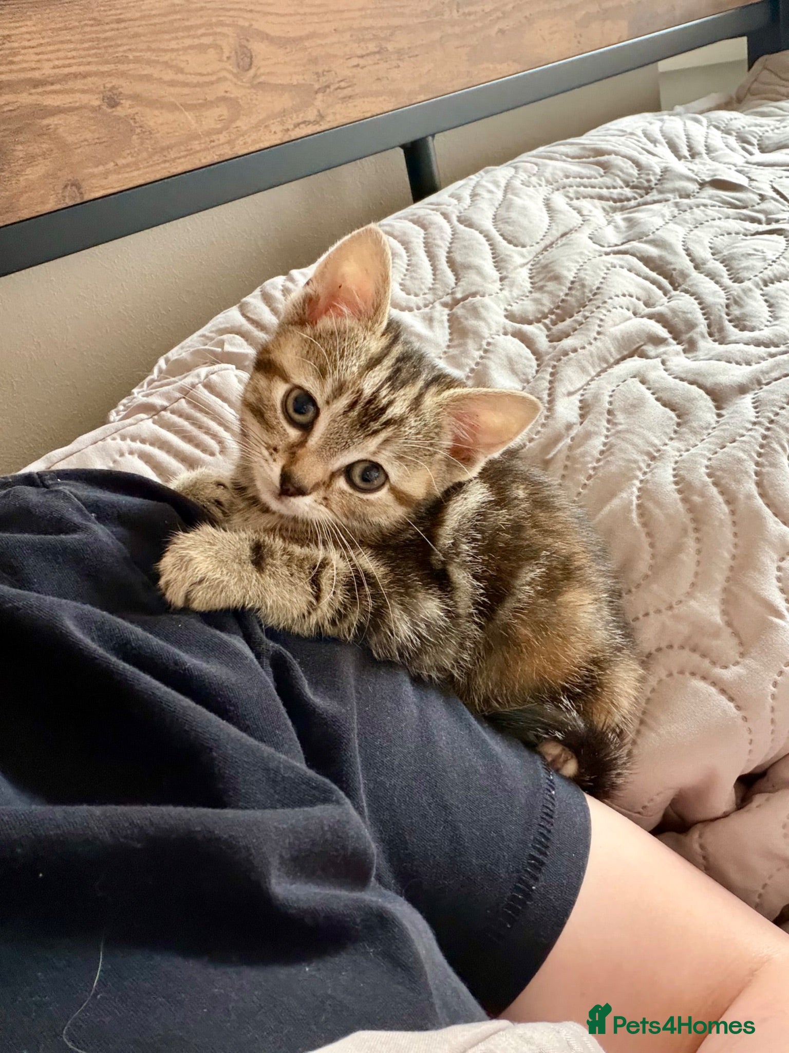 Mixed Breed cats 🐾 Beautiful Male Tabby Kitten 🐾 - Advert 1