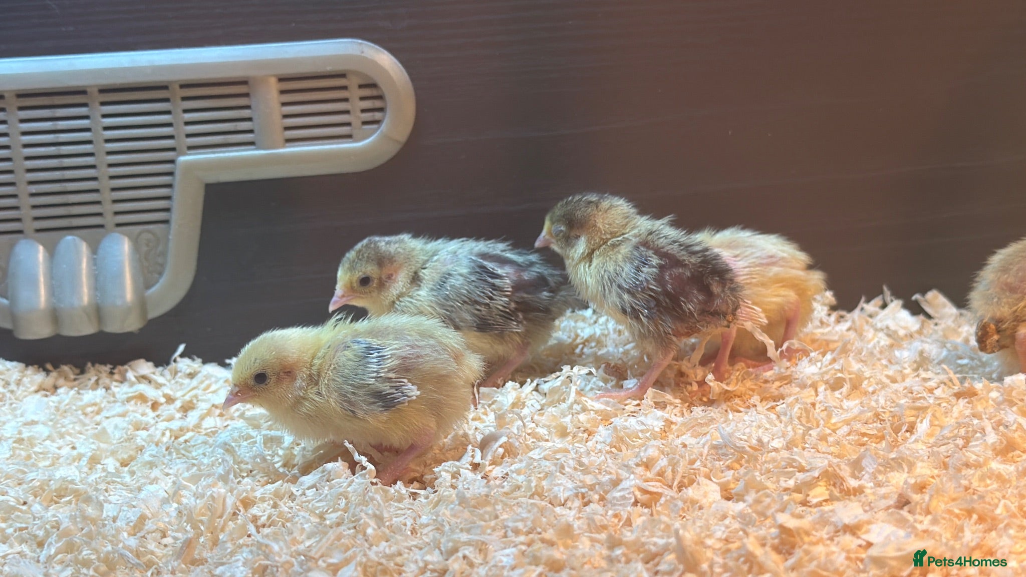 Quail poultry Chinese / button quail chicks  - Advert 4